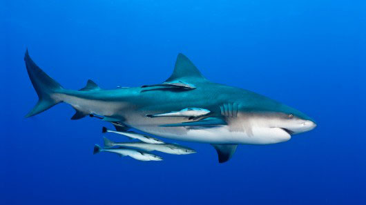 sharkpostJanuary-02